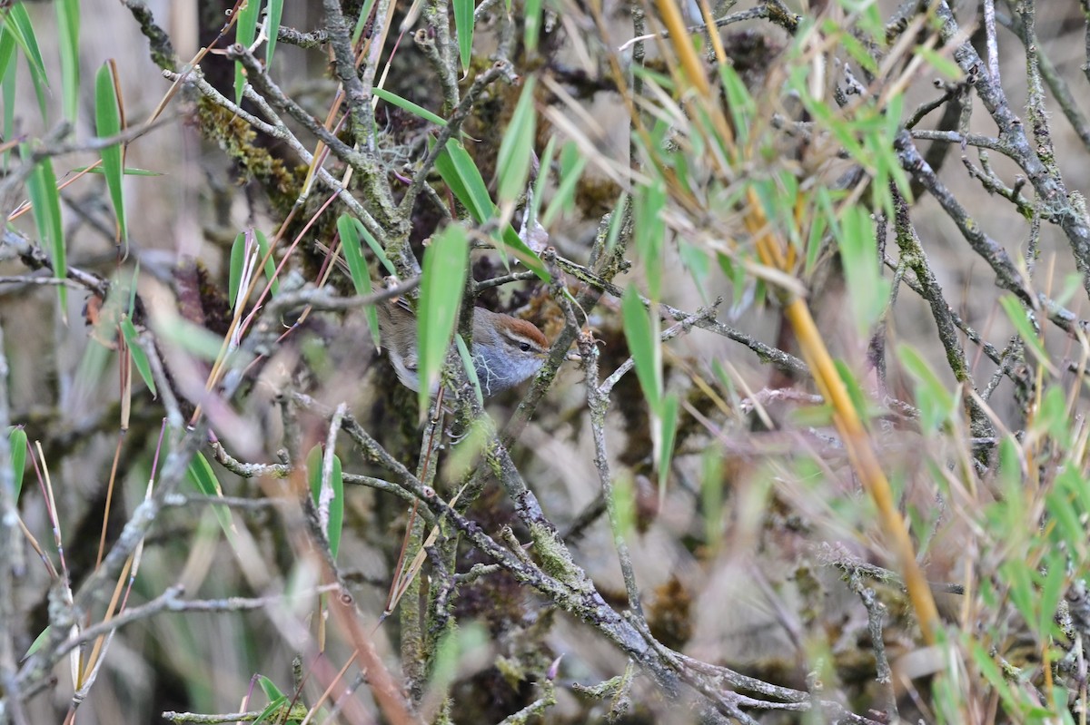 Gray-sided Bush Warbler - ML640277840