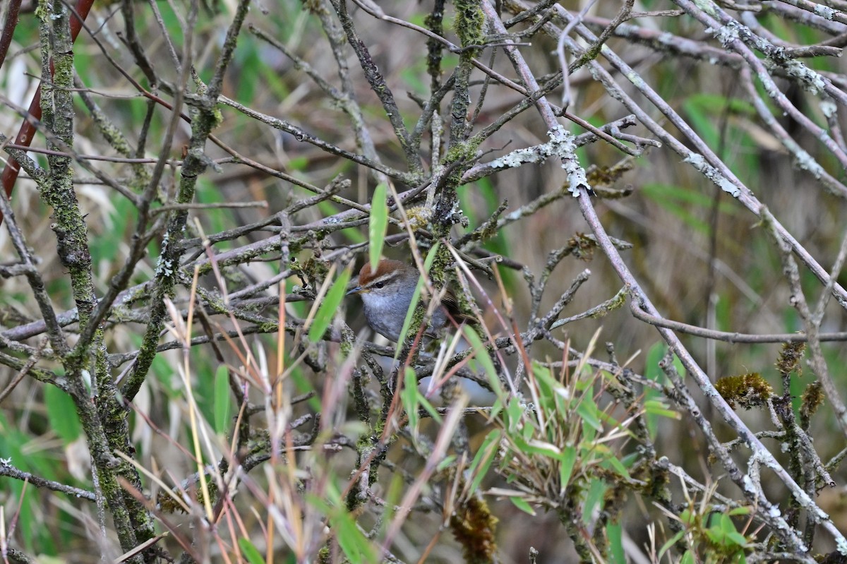 Gray-sided Bush Warbler - ML640277849