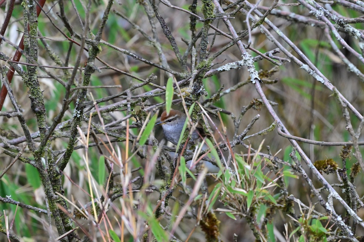 Gray-sided Bush Warbler - ML640277850