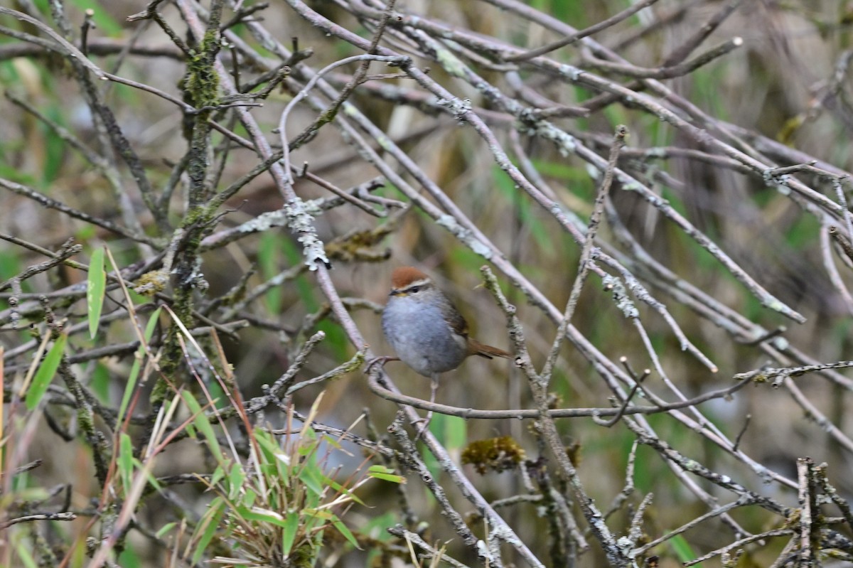 Gray-sided Bush Warbler - ML640277852