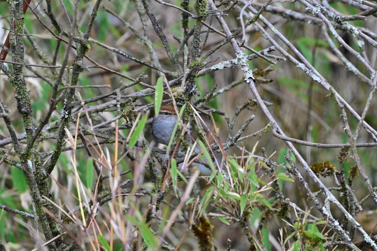 Gray-sided Bush Warbler - ML640277853