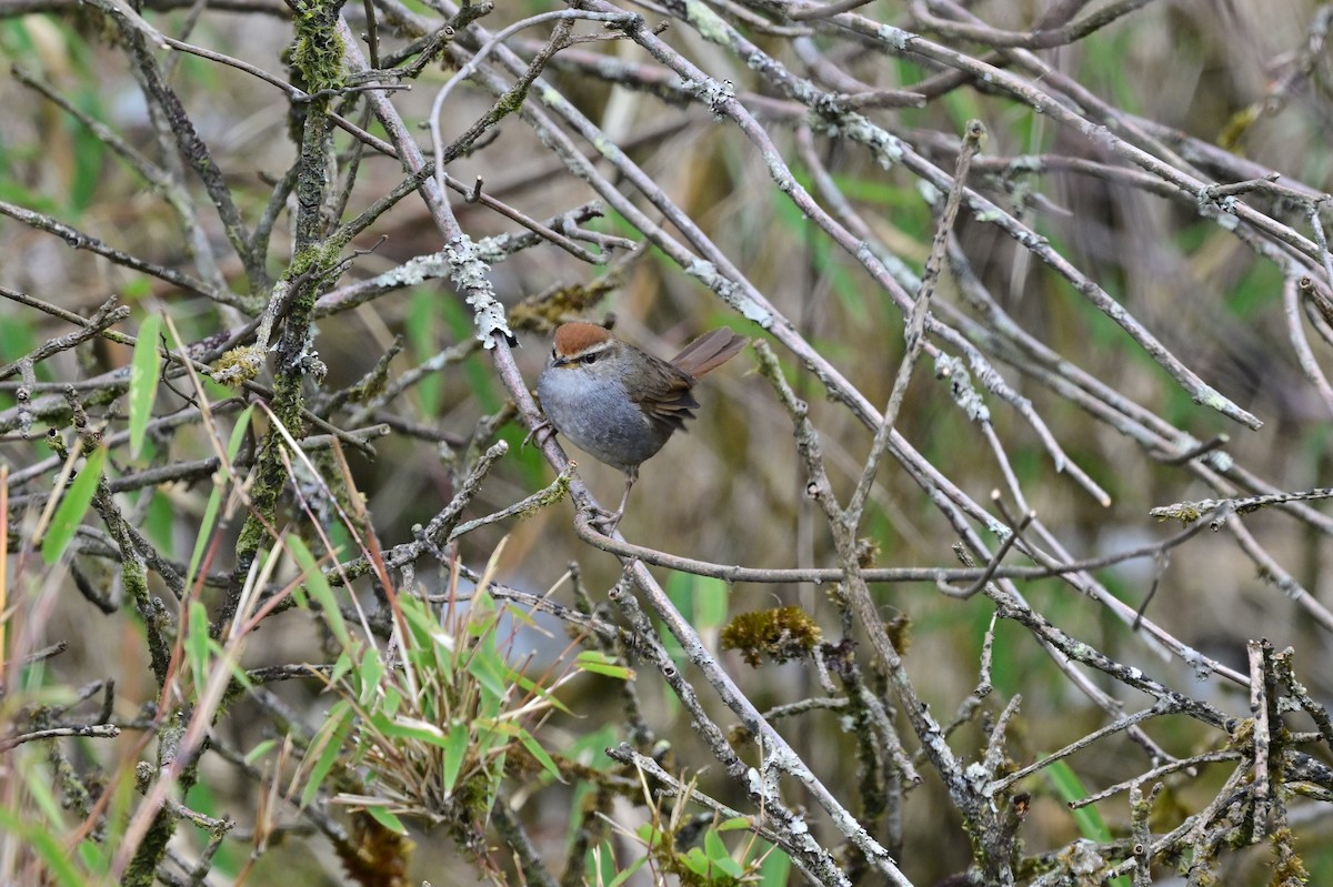 Gray-sided Bush Warbler - ML640277854
