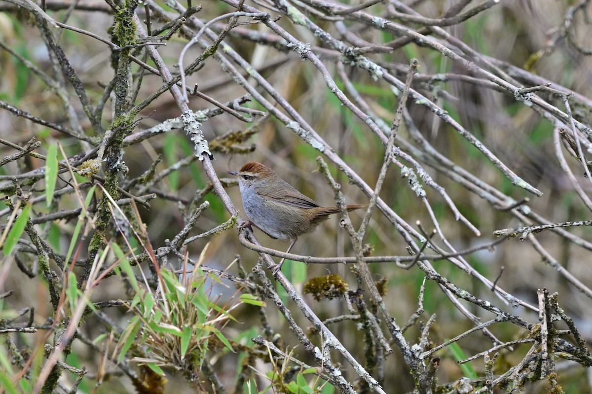 Gray-sided Bush Warbler - ML640277855