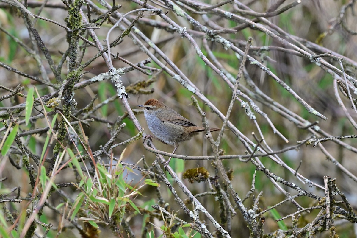 Gray-sided Bush Warbler - ML640277856