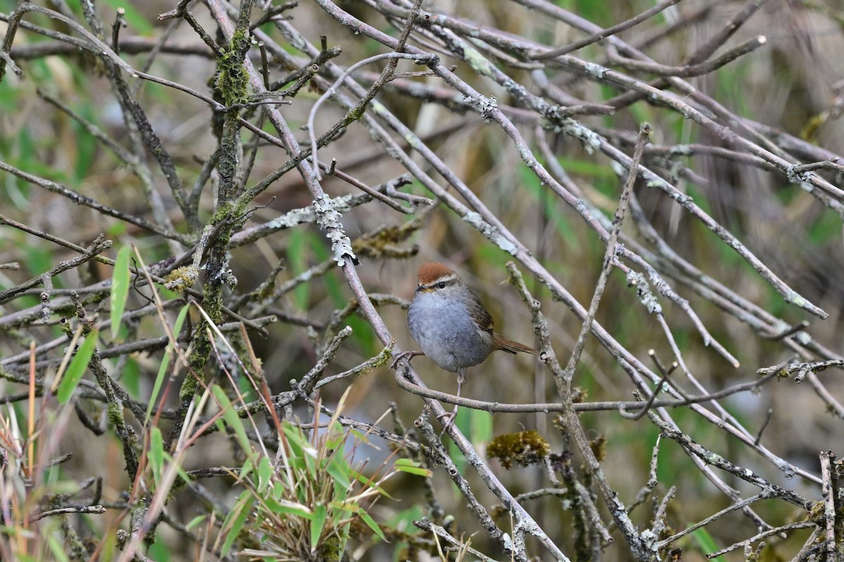 Gray-sided Bush Warbler - ML640277857