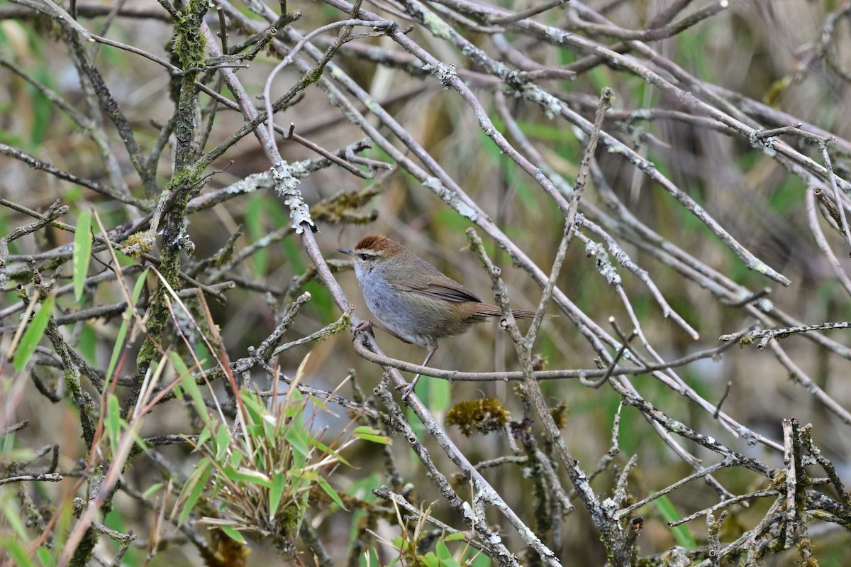 Gray-sided Bush Warbler - ML640277858