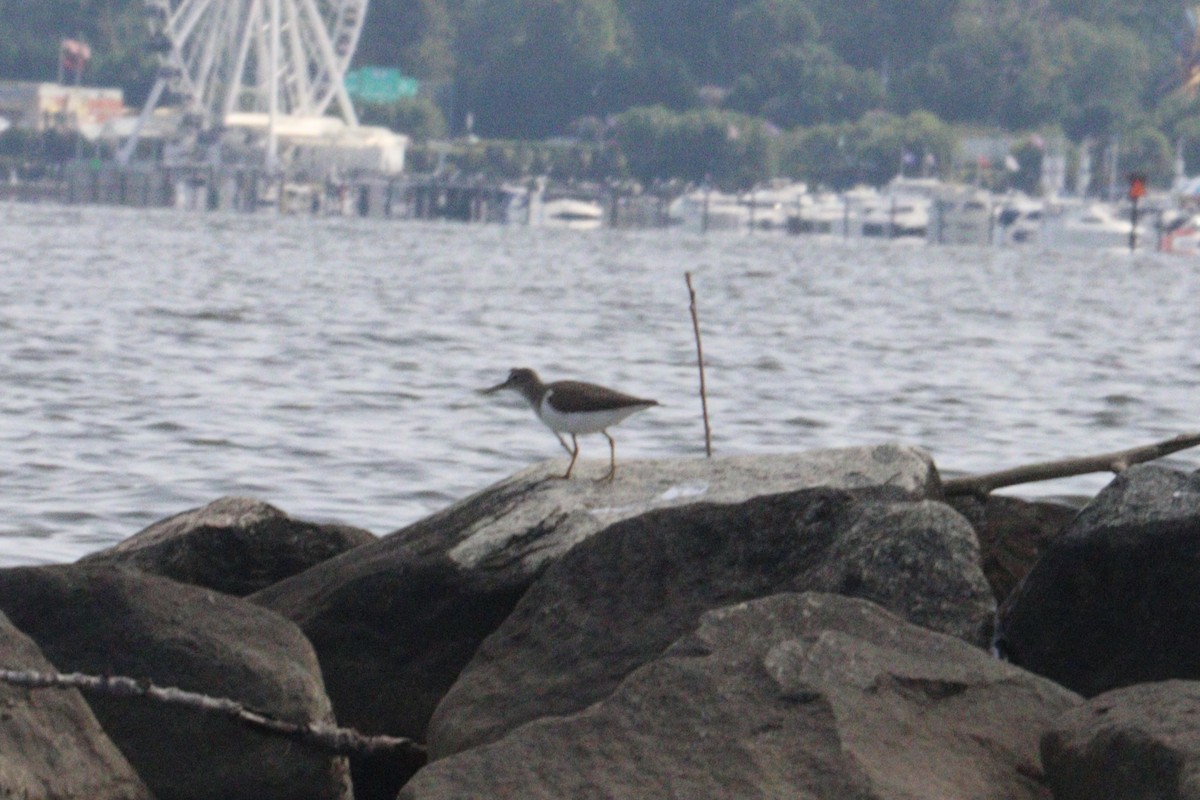 Spotted Sandpiper - ML640277892
