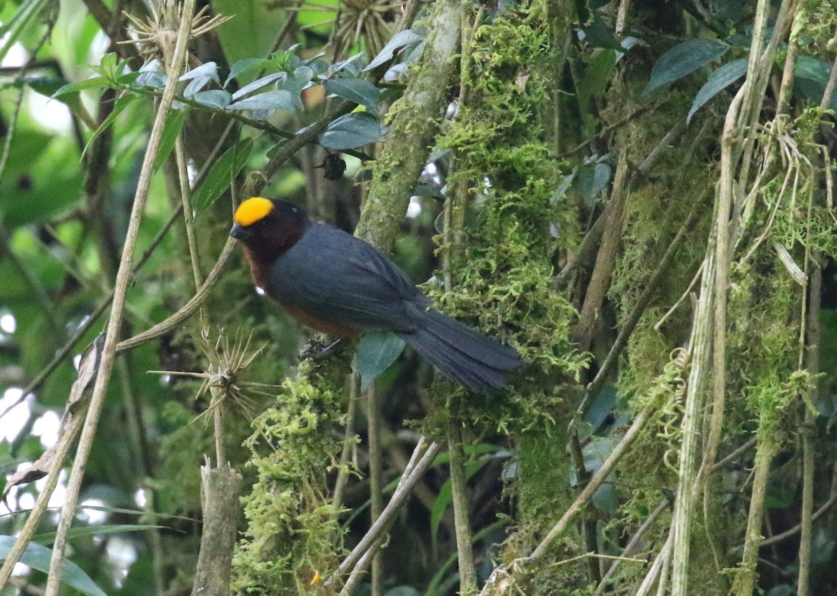 ズキンコウカンチョウ - ML640277961