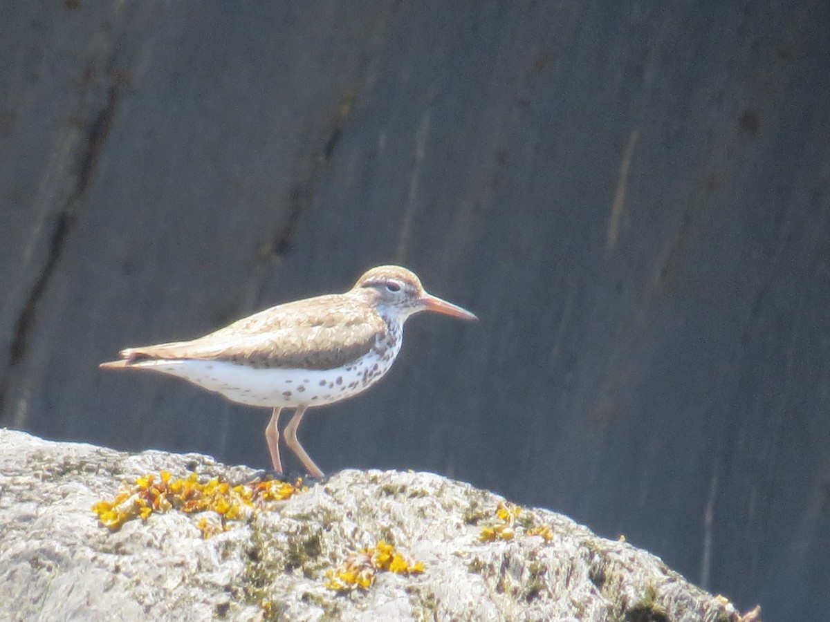 Spotted Sandpiper - ML640277969