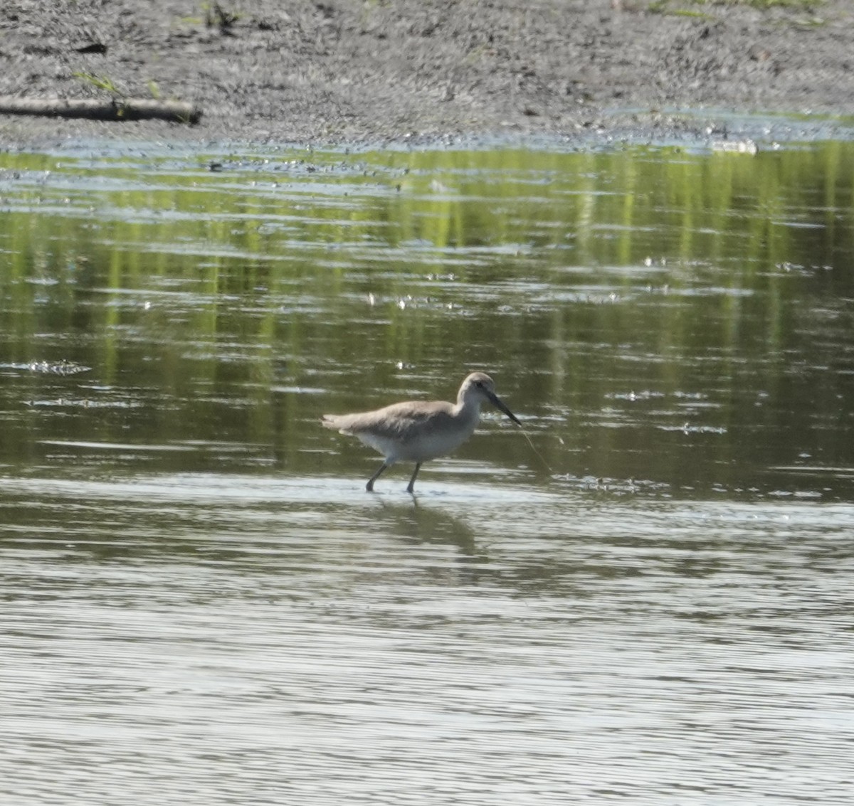 Willet - ML640278042