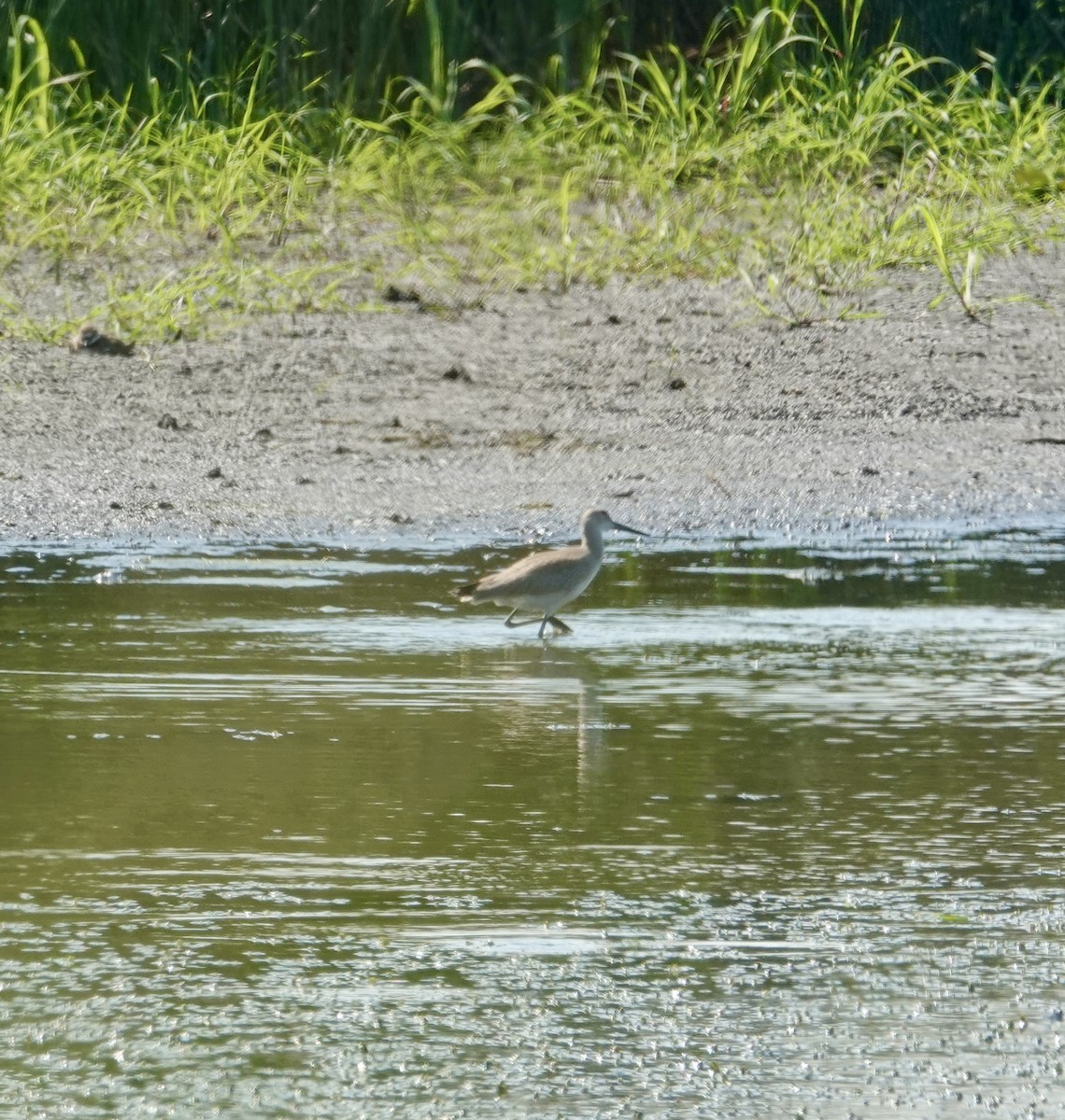 Willet - ML640278043