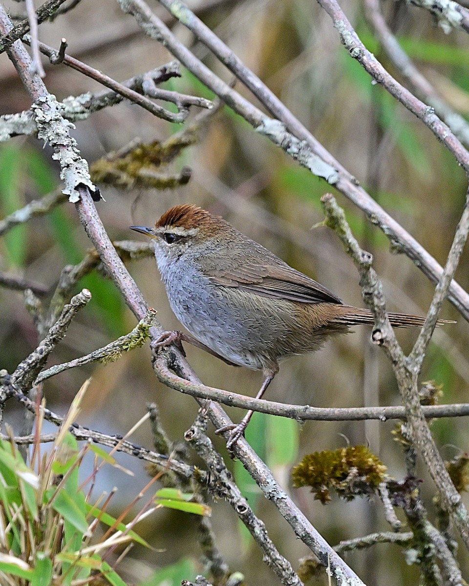 Gray-sided Bush Warbler - ML640278079