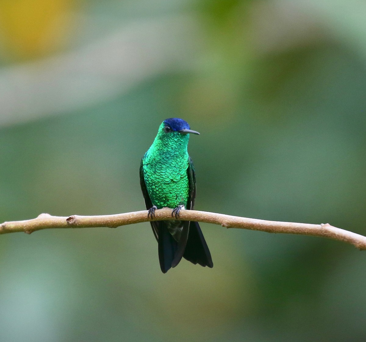 Indigo-capped Hummingbird - ML640278217