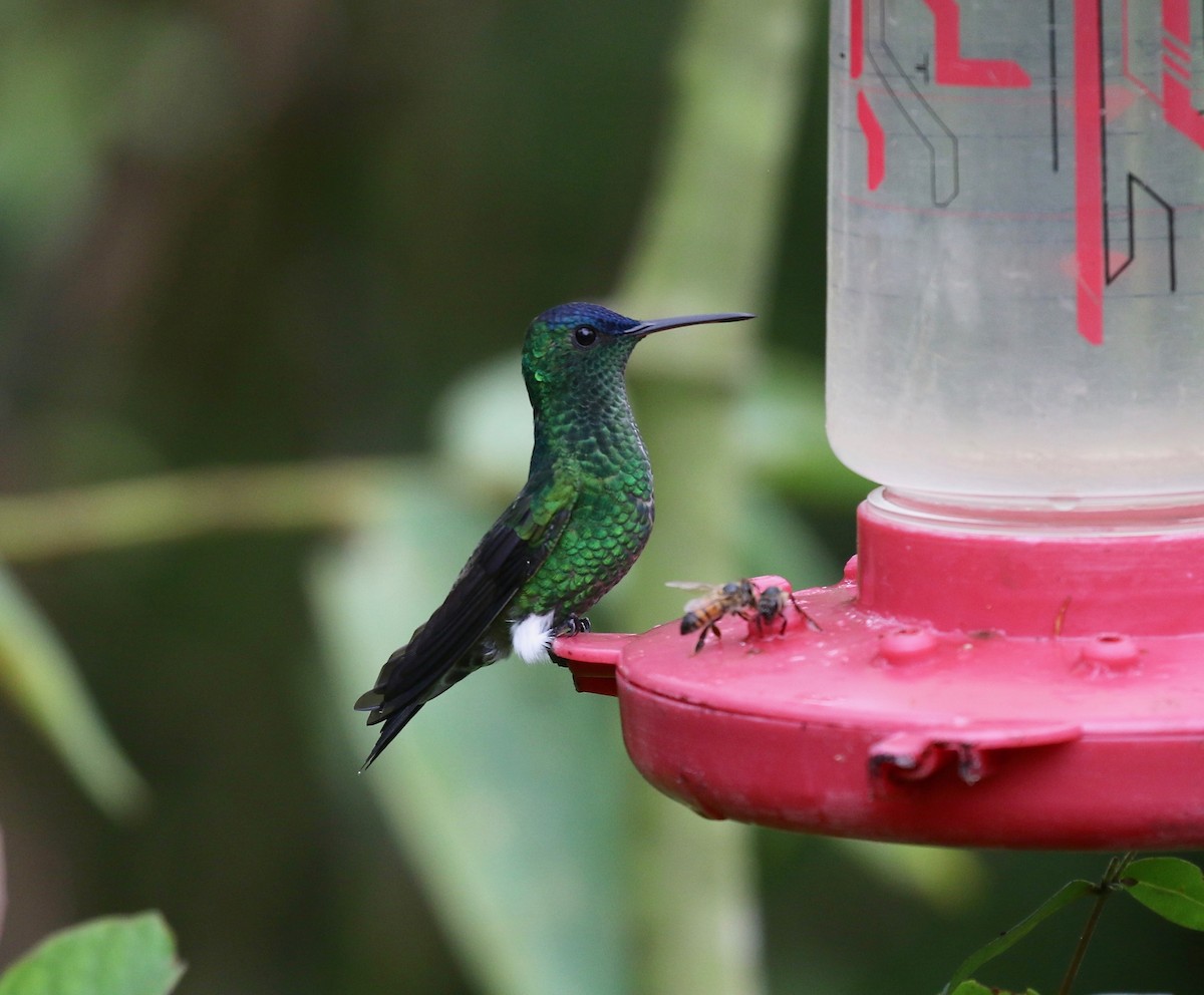 Indigo-capped Hummingbird - ML640278222