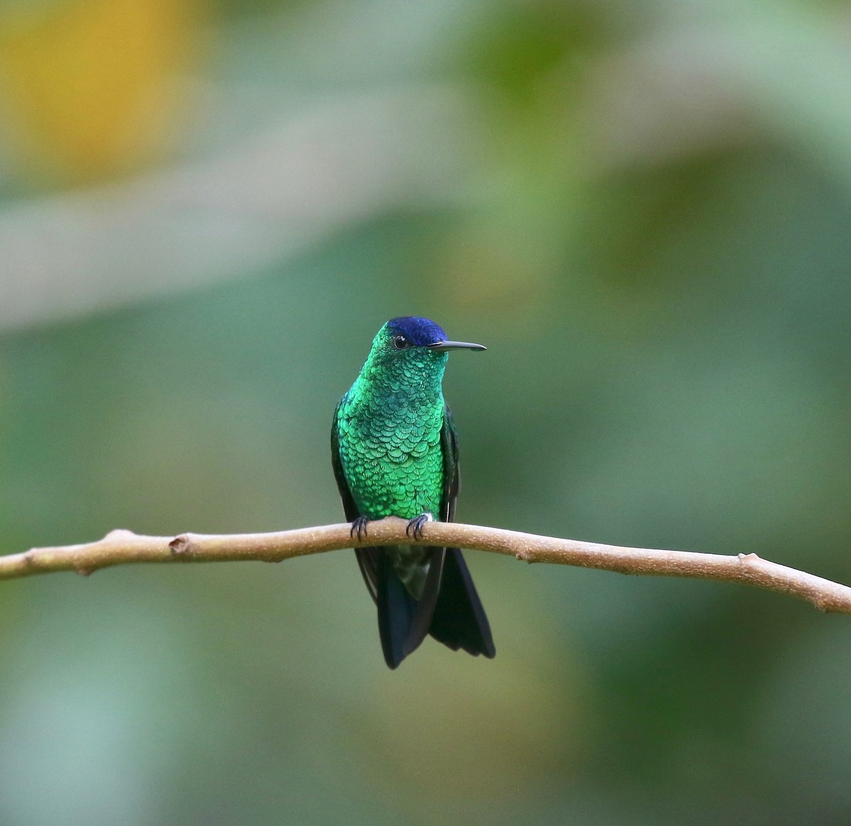 Indigo-capped Hummingbird - ML640278224
