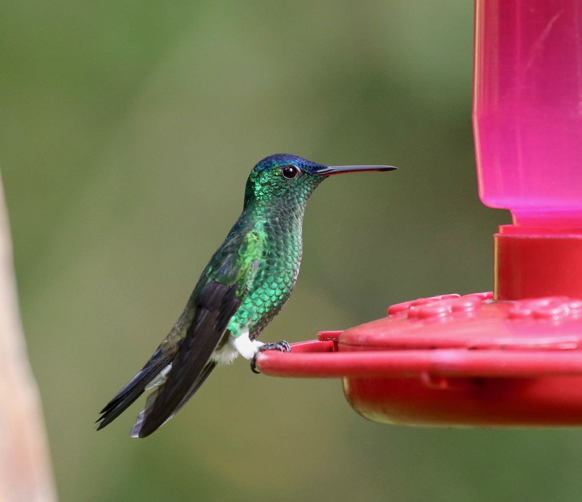 Indigo-capped Hummingbird - ML640278225