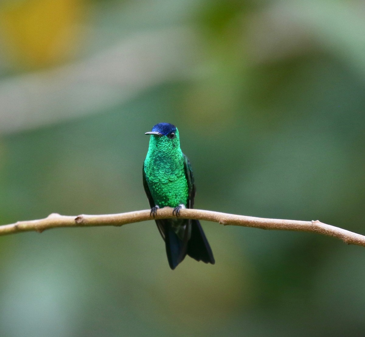 Indigo-capped Hummingbird - ML640278226