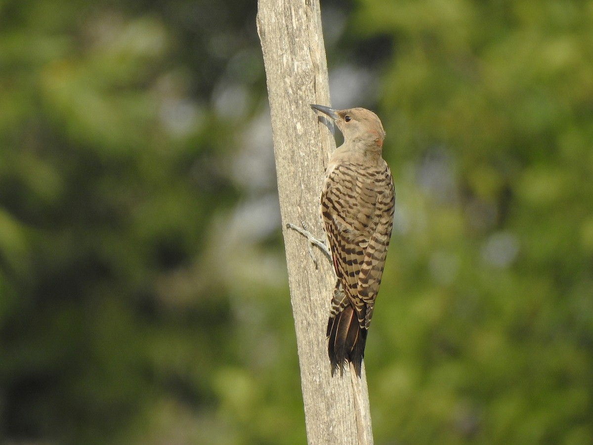 Northern Flicker (Yellow-shafted x Red-shafted) - ML640278227