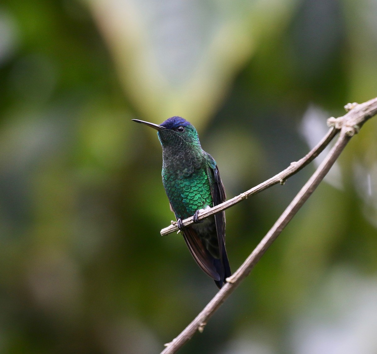 Indigo-capped Hummingbird - ML640278228