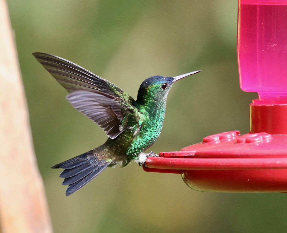 Indigo-capped Hummingbird - ML640278230