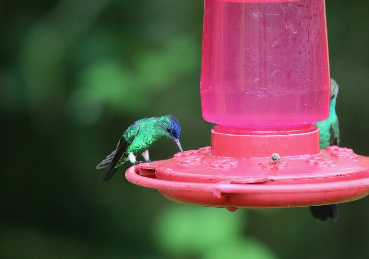Indigo-capped Hummingbird - ML640278231