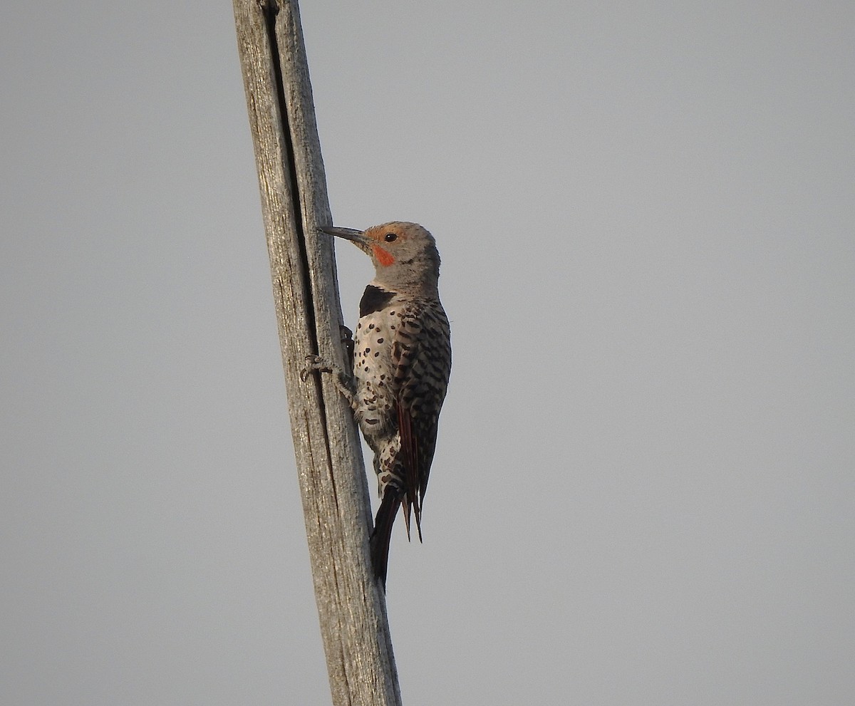 Northern Flicker (Red-shafted) - ML640278232
