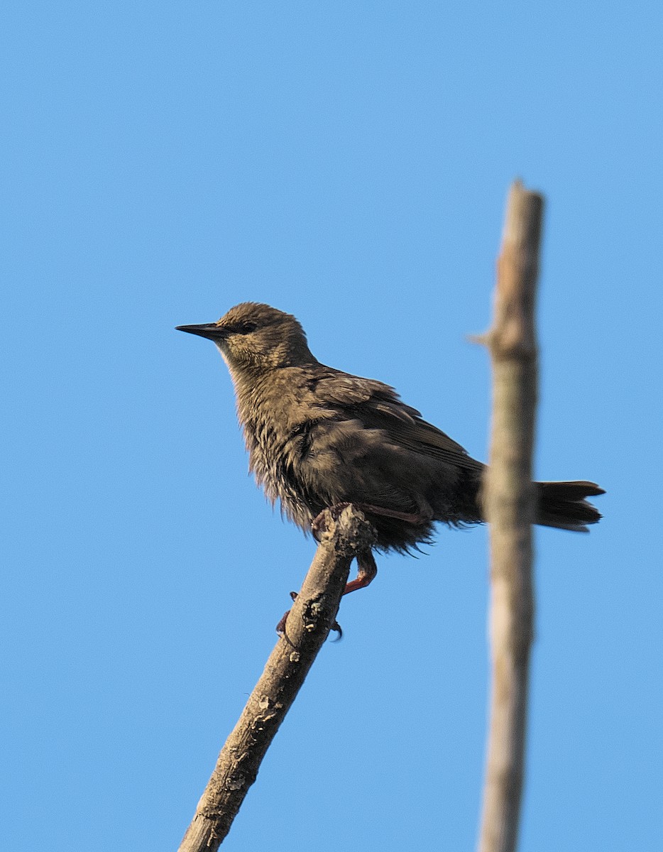 Icteridae sp. - ML640278244