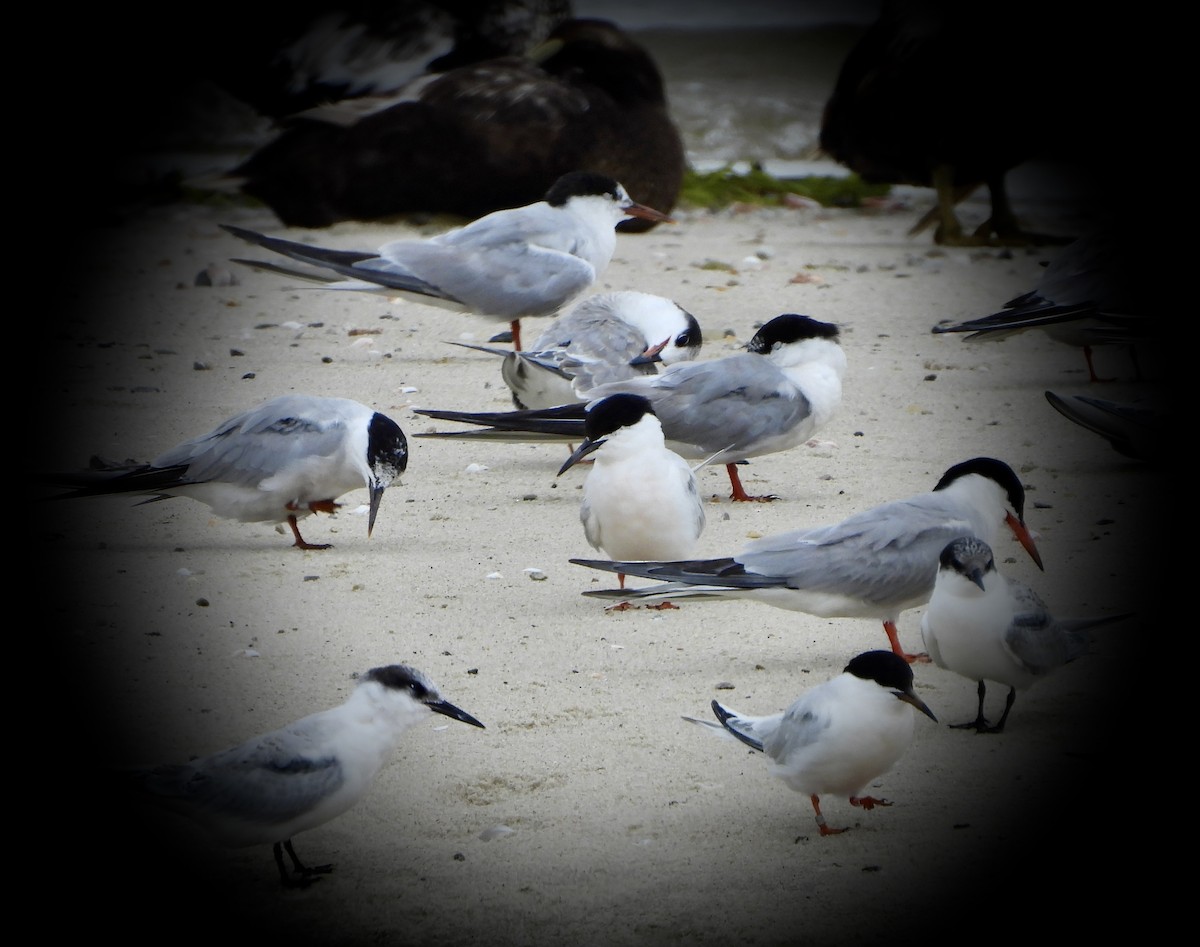 Roseate Tern - ML640278251
