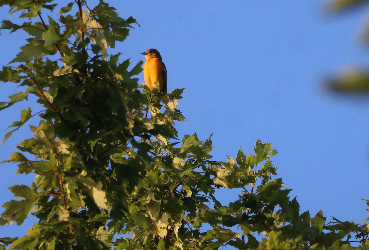 Baltimore Oriole - ML640278316