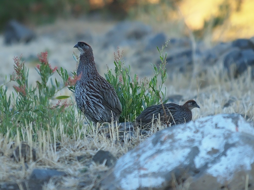 Francolin d'Erckel - ML640278390
