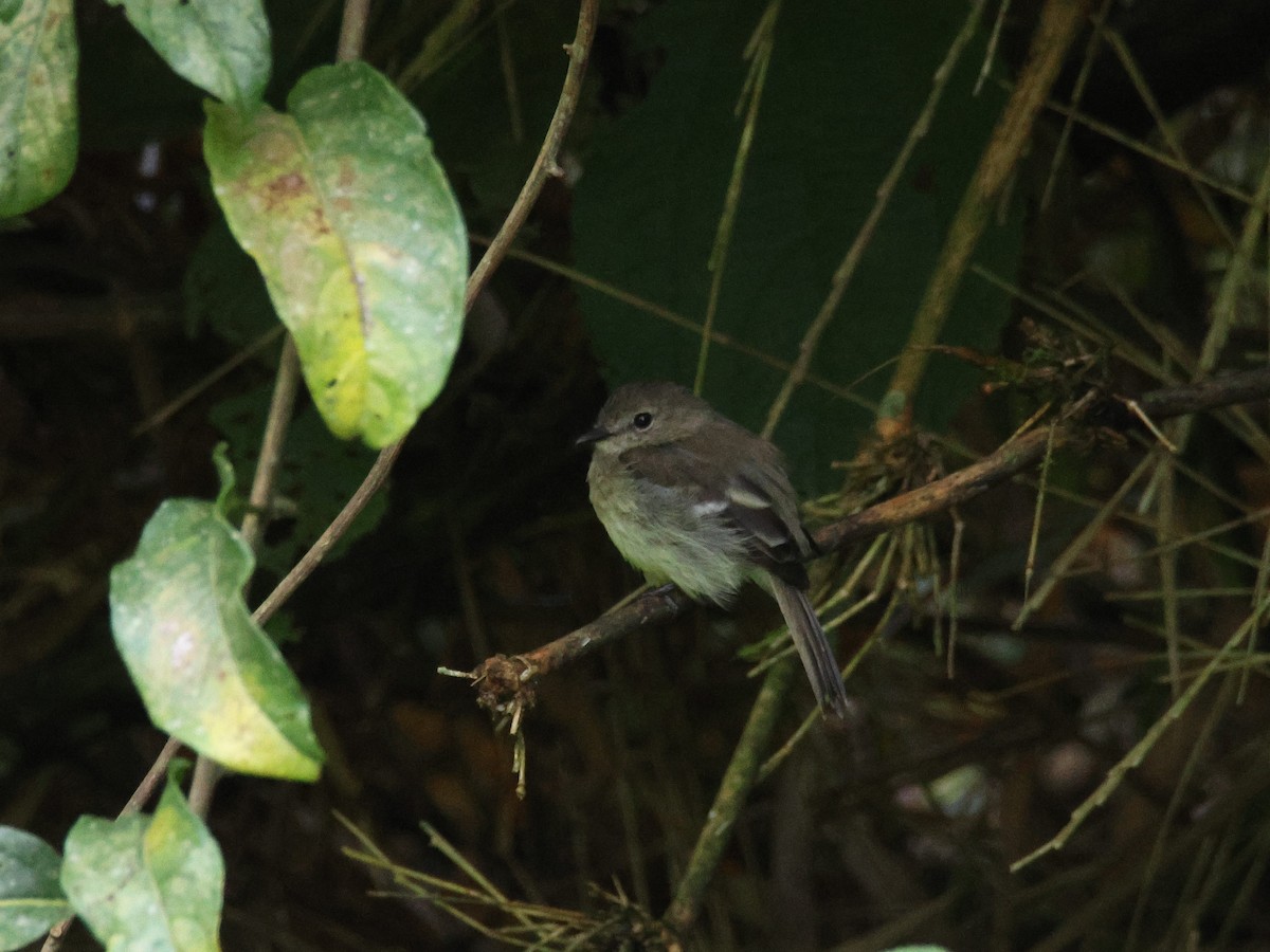 Olive-chested Flycatcher - ML640278418