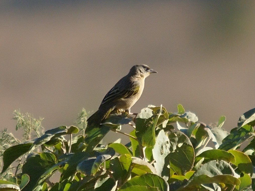 Baglafecht Weaver - ML640278425
