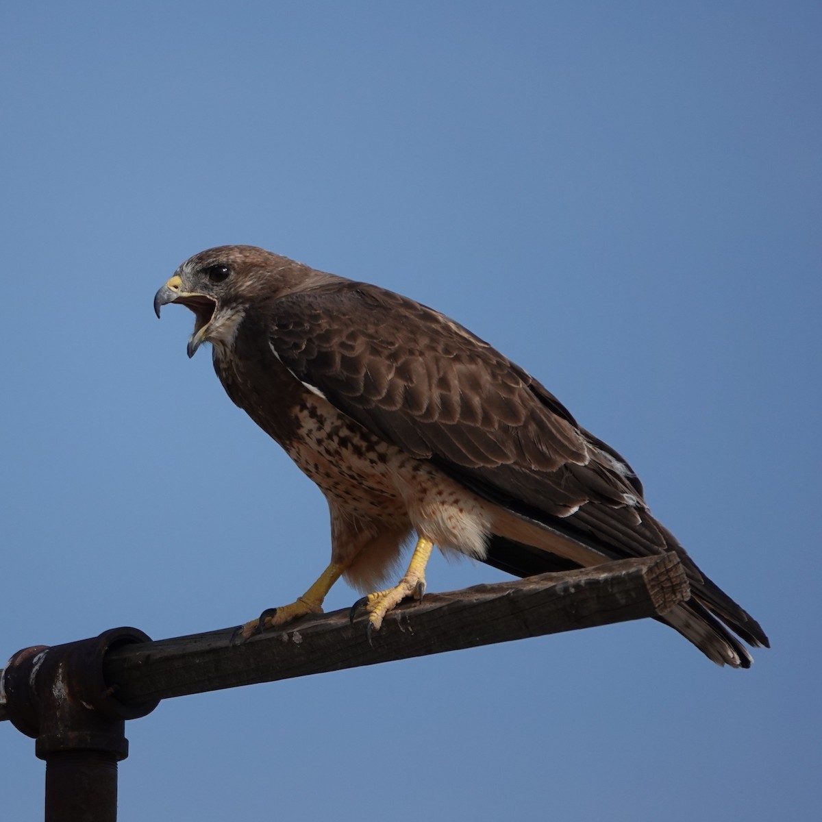 Swainson's Hawk - ML640278452