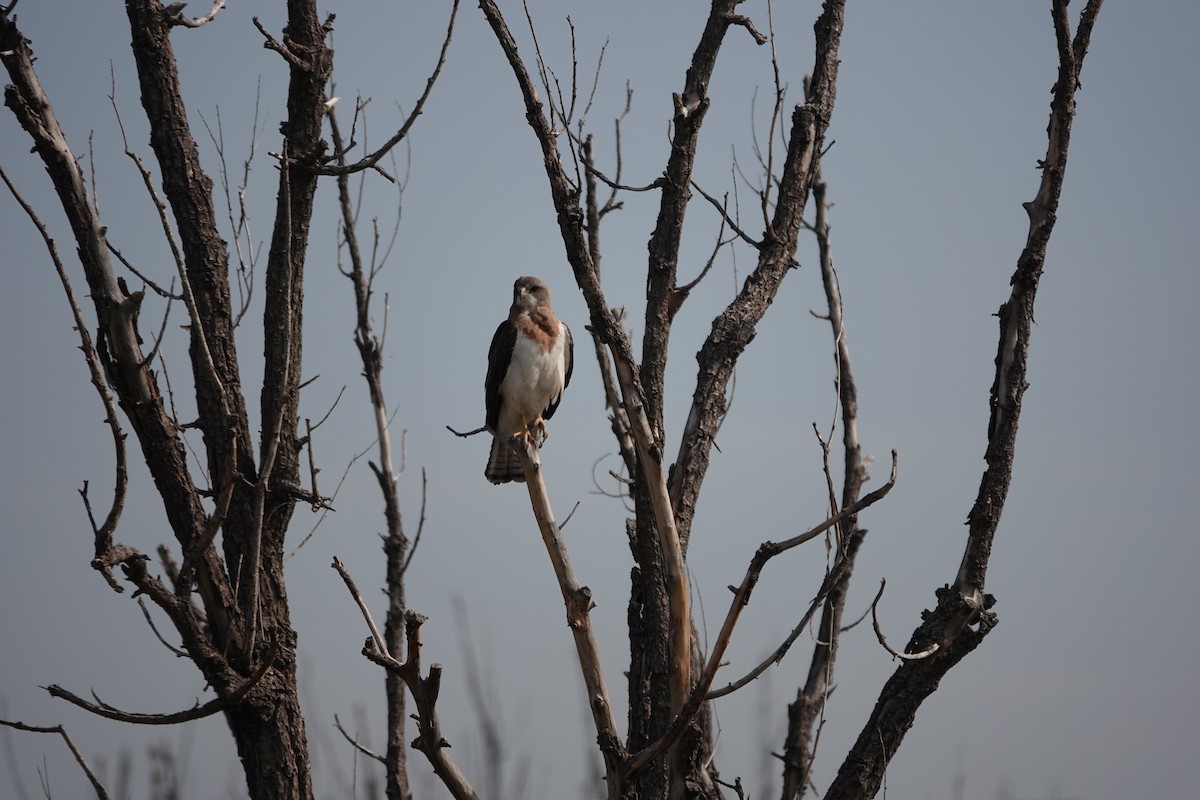 Swainson's Hawk - ML640278497