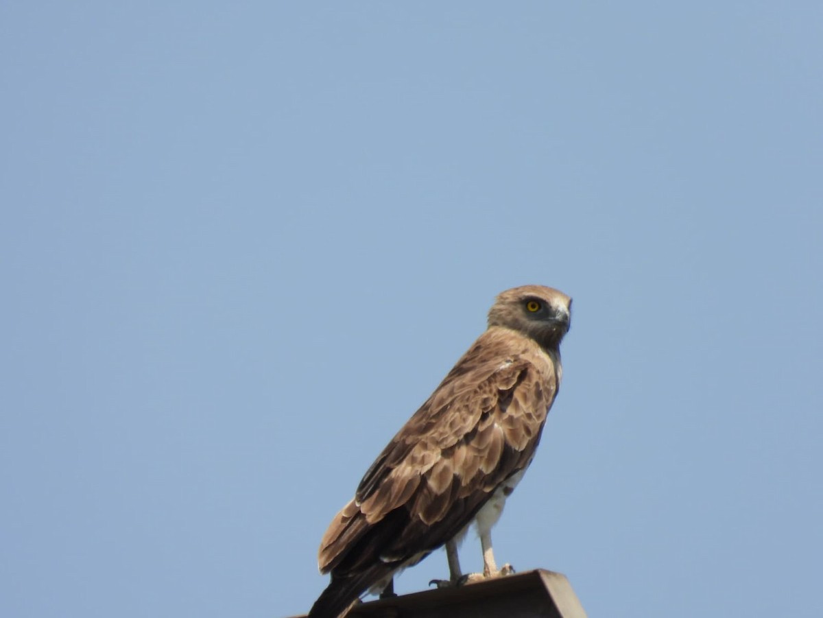 Short-toed Snake-Eagle - ML640278556