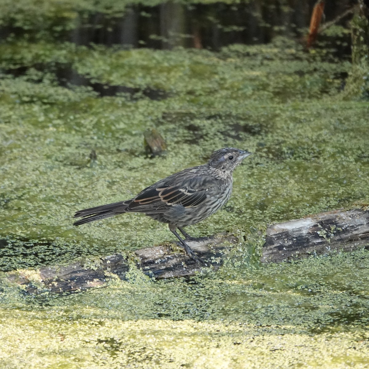 Red-winged Blackbird - ML640278595