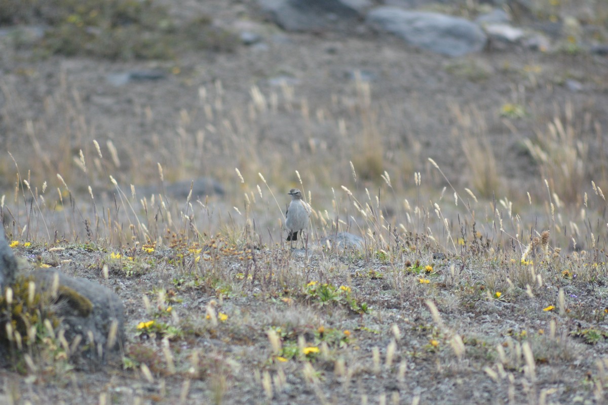 Plain-capped Ground-Tyrant - ML640278603