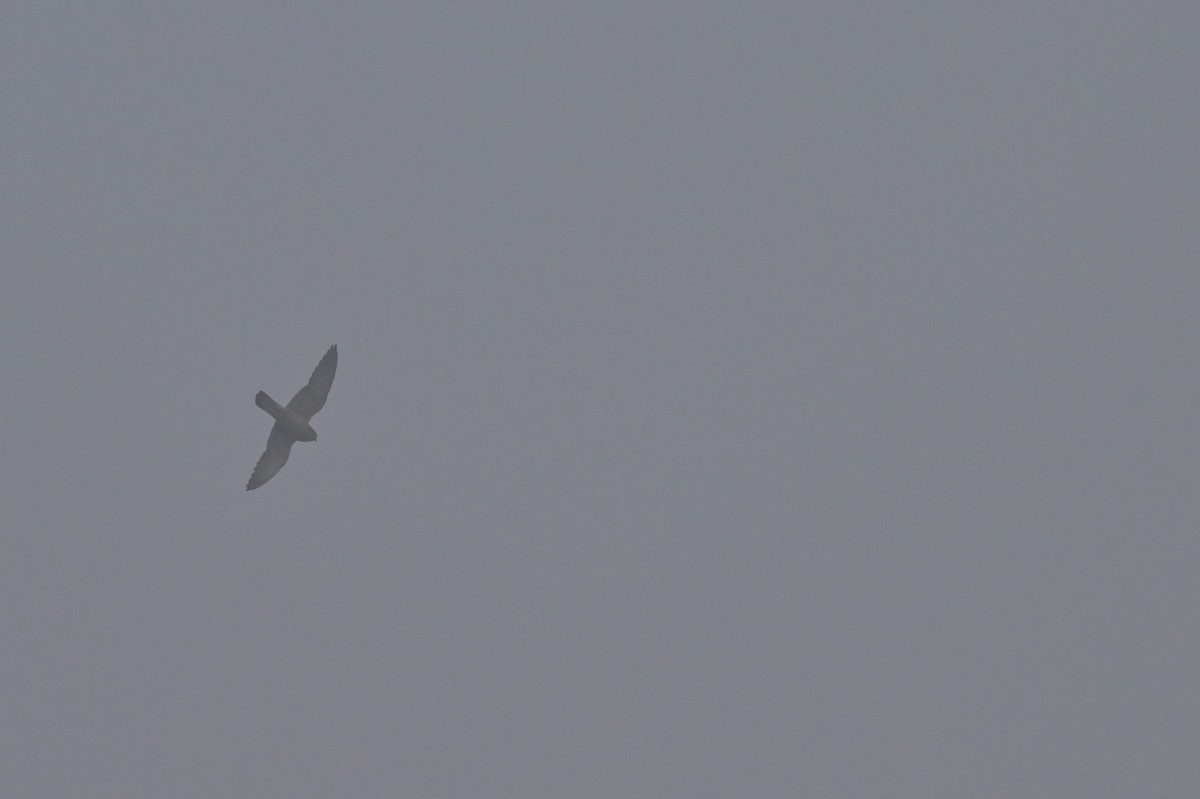 チョウゲンボウ - ML640278619