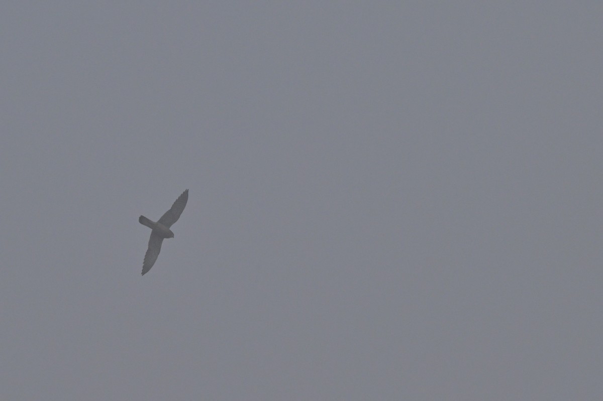 チョウゲンボウ - ML640278620