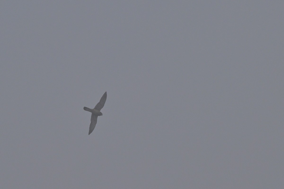 チョウゲンボウ - ML640278621