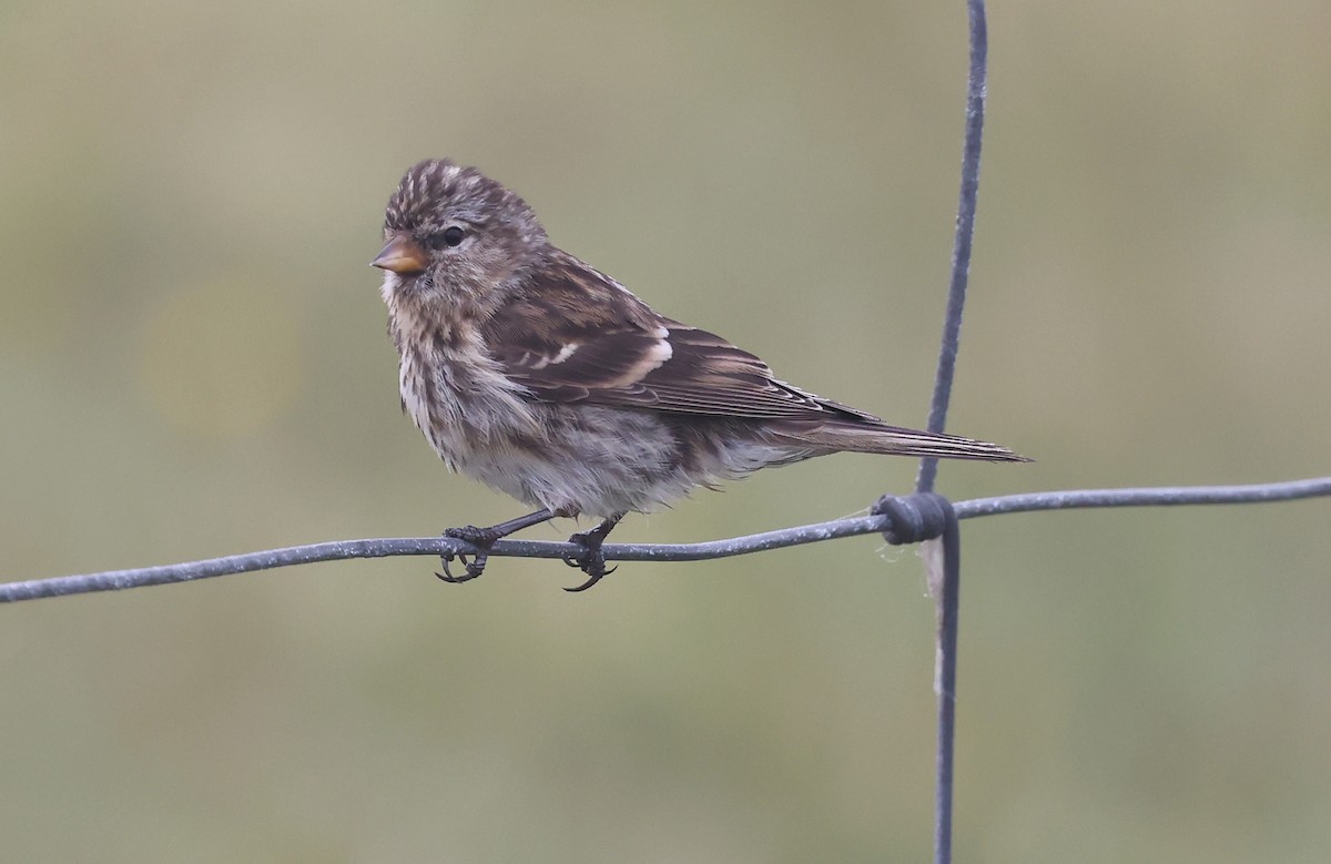 Redpoll (Lesser) - ML640278623