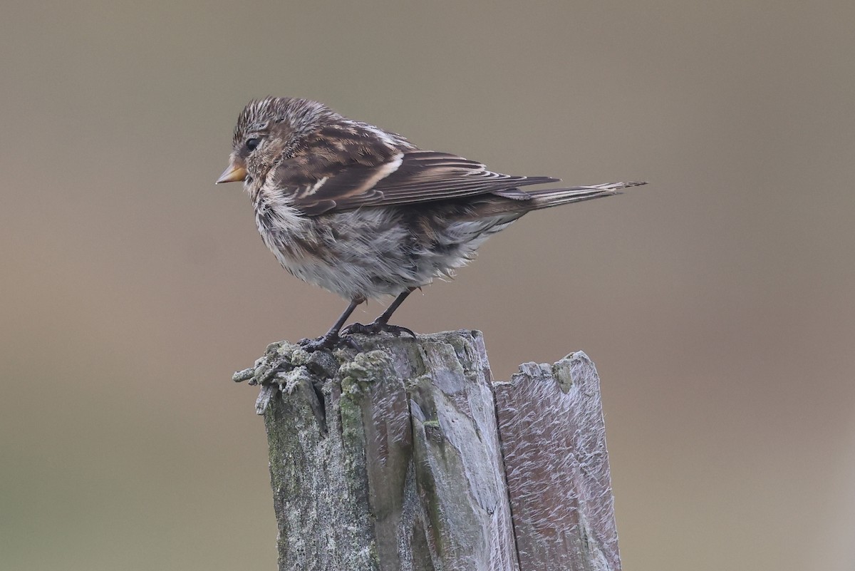 Redpoll (Lesser) - ML640278626
