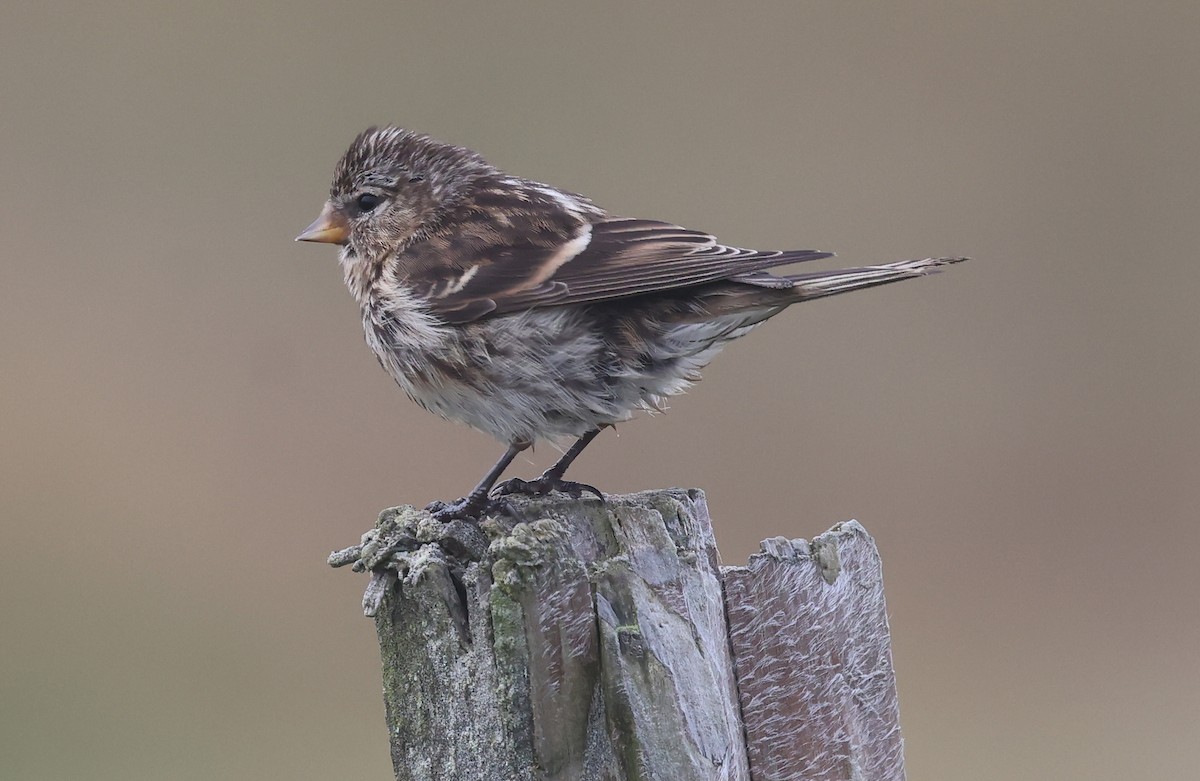 Redpoll (Lesser) - ML640278627