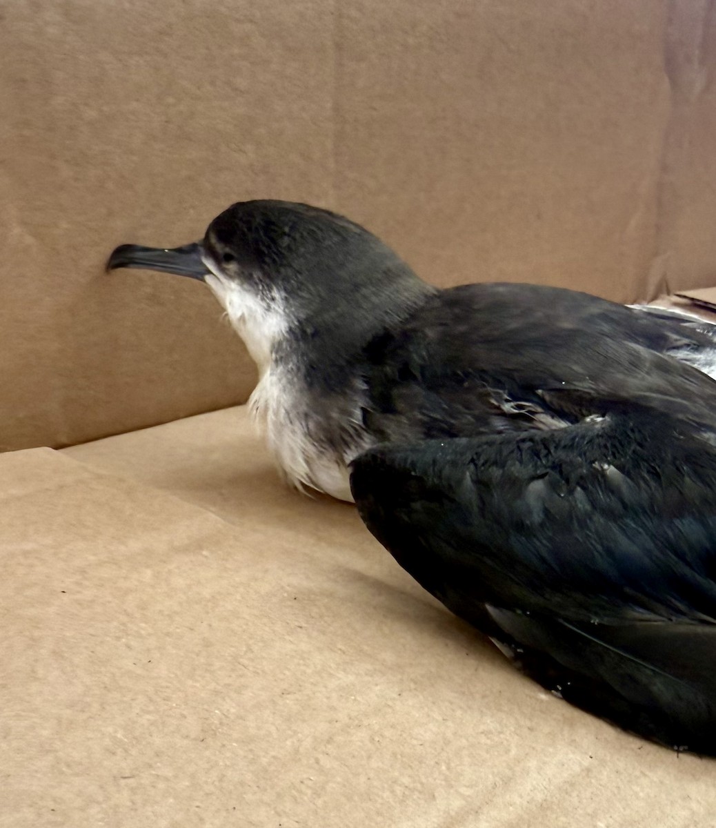 Manx Shearwater - ML640278644