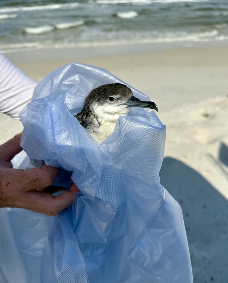 Manx Shearwater - ML640278645