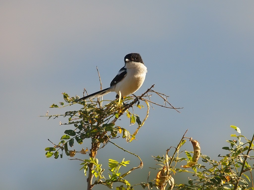 Northern Fiscal - ML640278663