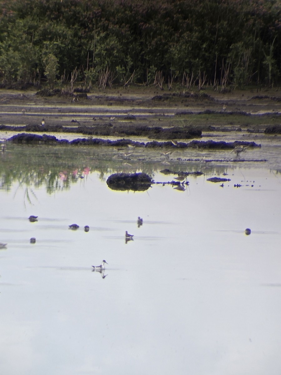 Red-necked Phalarope - ML640278672