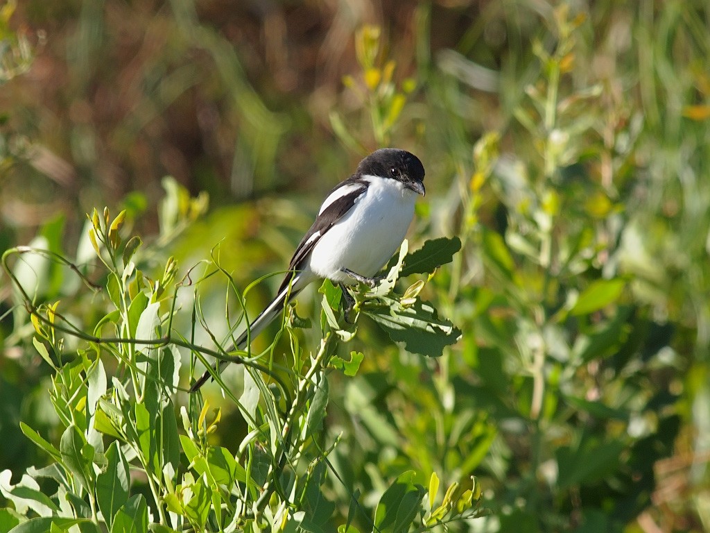Northern Fiscal - ML640278687