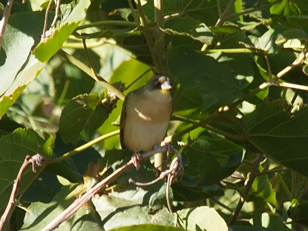 Speke's Weaver - ML640278724