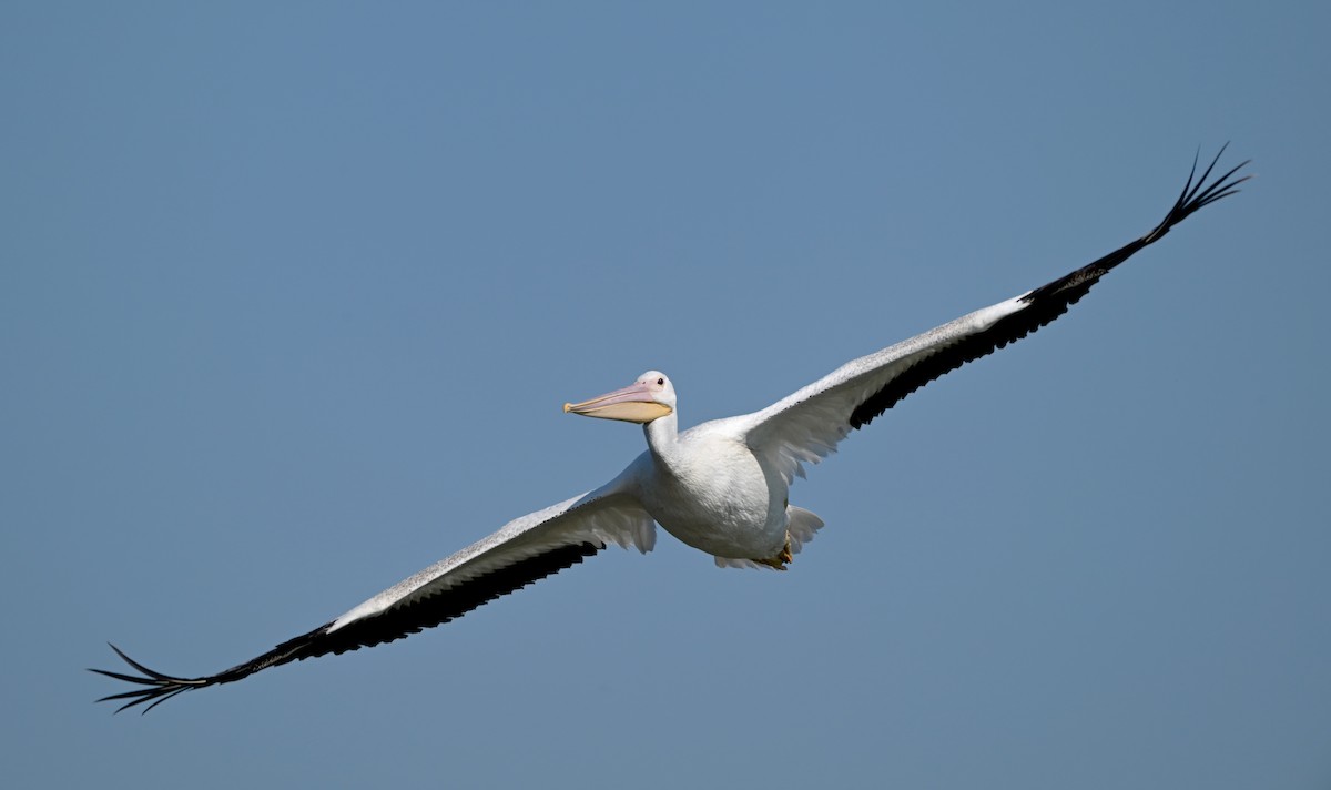 American White Pelican - ML640278726